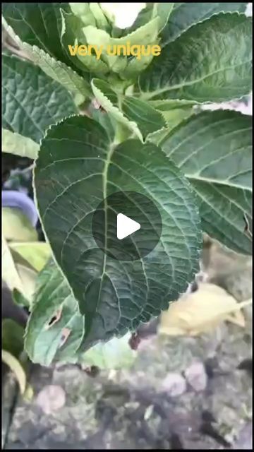 Seed to Flower on Instagram: "Very effective wY to propagate hydrangea   #HydrangeaTips #GardenHacks #GardeningTips #HomeGardening  #garden #gardening #gardenproject #plants" Hydrangea Propagation, Propagate Hydrangea, Propagating Hydrangeas, Single Leaf, Hydrangea Care, Growing Hydrangeas, Hydrangea Garden, Plant Propagation, Bloom Where You Are Planted