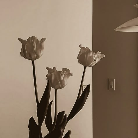 The Wall, Black And White, Flowers, Wall, White, Black