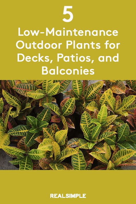 Best Outdoor Patio Plants, Outdoor Low Maintenance Plants, No Maintenance Plants Outdoor, Plants For The Balcony, Easy Outdoor Plants Pots, Low Maintenance Tropical Plants, Hearty Outdoor Potted Plants, Outdoor Plants For Patio, Low Maintenance Plants For Outdoor Pots