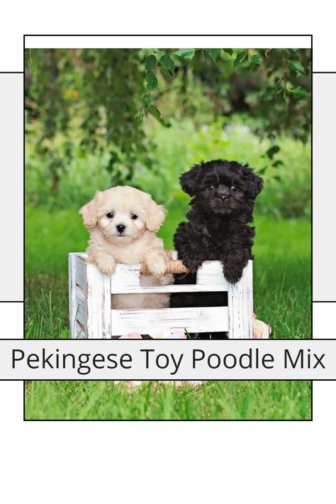 Peekapoo Dog, Peek A Poo, Designer Dogs Breeds, Small Poodle, Pekingese Dogs, Loyal Dogs, Miniature Poodle, Poodle Mix, Designer Dog