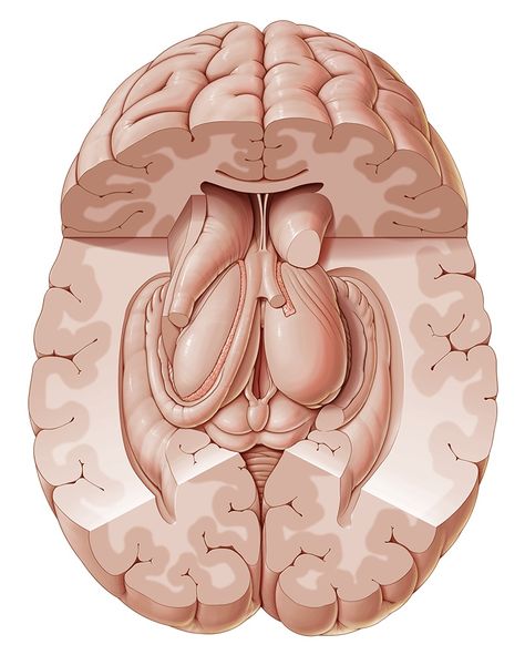 Nervous System Anatomy, Corpus Callosum, Gross Anatomy, Cerebral Cortex, Brain Structure, Limbic System, White Matter, Brain Anatomy, Cerebrospinal Fluid