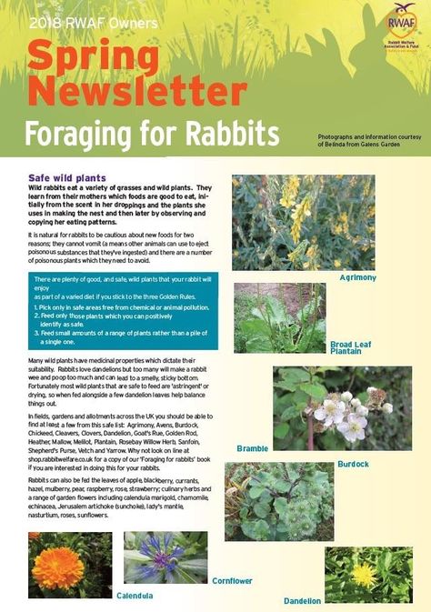 Rabbit Foraging Ideas, Bunny Care, Rabbit Care, Bun Bun, Pet Bunny, Wild Plants, Farm Life, Rabbits, Pet