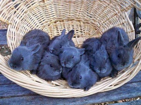 American Blue Rabbit, Silver Fox Rabbit, Mini Rex Rabbit, Mini Lop Bunnies, Rabbits For Sale, Female Rabbit, Blue Rabbit, St Paul Minnesota, Kinds Of Cats