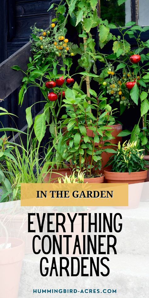 Discover budget-friendly container garden tips that will help you grow herbs, flowers, and veggies without breaking the bank. Edible Container Garden, Garden Planning Layout, Garden On A Budget, Sowing Seeds, Bucket Gardening, Growing Dahlias, Grow Herbs, Gardening Vegetables, Container Gardening Vegetables