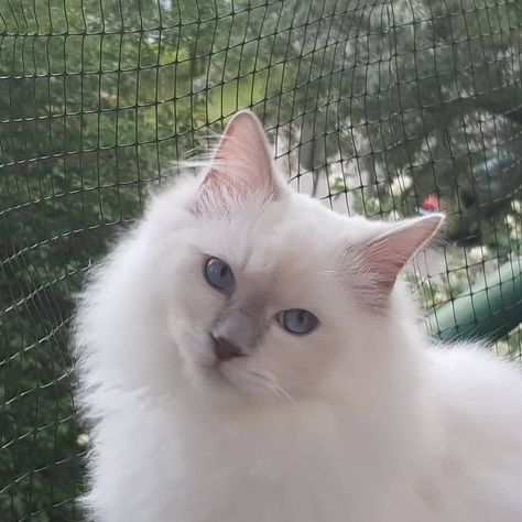 Lilac Ragdoll, Ragdoll Cat, Rag Doll, Lilac, On Instagram, Quick Saves, Instagram