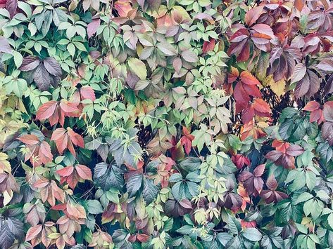 Discover What Happens to Virginia Creeper in the Winter - A-Z Animals Winter Creeper, Fast Growing Vines, Boston Ivy, Growing Vines, Virginia Creeper, Companion Plants, Summer Berries, Tree Trunks, Late Winter