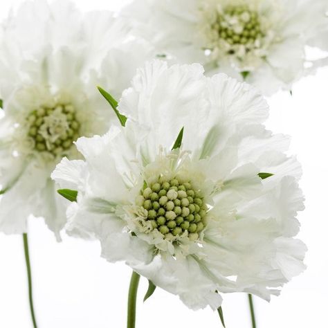 White Scabiosa, Container Gardening Flowers, Macro Flower, Simple Joys, White Garden, Creative Things, White Gardens, Garden Fencing, Garden Gates