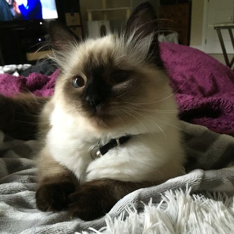 Seal Point Ragdoll #kasey Color Point Ragdoll, Seal Point Cat, Seal Point Ragdoll, Feline Beauty, Best Facial Hair Removal, Birman Cat, Cat Species, Life Vision, Mocha Color