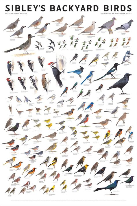 Sibley's Bird Calendars and Posters | HubPages Backyard Birds Watching, Hummingbird Food, America Poster, David Allen, Bird Identification, Common Birds, Hummingbird Feeder, Birds Of America, Bird Book