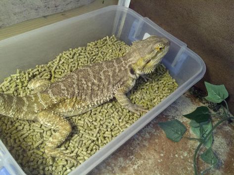 These are all wonderful examples of dig boxes. Dig... | Bearded Dragon Advice Fancy Bearded Dragon, Guys With Beards, Bearded Dragon Diy, Bearded Dragon Terrarium, Fat Tailed Gecko, Bearded Dragon Habitat, Bearded Dragon Diet, Baby Bearded Dragon, Pet Lizards