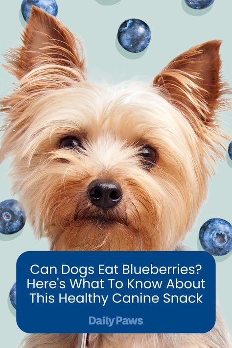 It's the perfect fruit to share with your dog. These healthy little snacks are considered safe for dogs to eat and are included on almost every list of fruits and vegetables that dogs can eat safely. Just keep the muffins and other blueberry baked goods safely put away. Blueberry Baked Goods, Fruit That Dogs Can Eat, Fruits For Dogs Healthy, Safe Fruits For Dogs, Blueberry Treats For Dogs, High Calorie Desserts, Can Dogs Eat Blueberries, Blueberry Water, Pet Nutrition