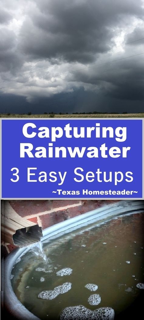 We use rainwater for 100% of our  household water irrigation needs. Come see the 3 simple setups we use here on the Homestead. #TexasHomesteader Texas Homestead, Rain Catchment System, Homesteading Inspiration, Water Catchment, Texas Garden, Rainwater Collection, Water Irrigation, Homestead Ideas, Water Trough