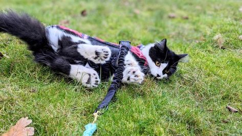 Polydactyl Cats: What To Know About Cats With 'Thumbs' | PetMD Polydactyl Cat, Healthcare Plan, About Cats, A Cat, Adoption, Kittens