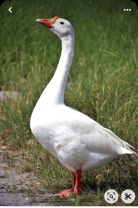 Duck Side Profile, Duck Reference Photo, Reference Photos Animals, Goose Reference, Geese Pictures, Goose Portrait, Goose Photography, Goose Pictures, Duck Reference