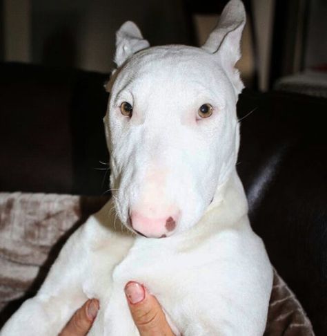 Bull Terrier Funny, Bull Terriers, Dog Breeds List, Cute Piglets, Bully Breeds Dogs, Most Beautiful Dogs, Pet Hotel, Monkey Pictures, Really Cute Dogs