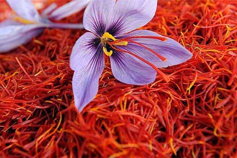 Saffron, Zafran, Kesar - no matter what you call it, there is no denying the fact that this orange colored spice is one of the most precious spices in the Saffron Health Benefits, Saffron Benefits, Saffron Crocus, Saffron Spice, Saffron Flower, Saffron Walden, Saffron Threads, Most Expensive, Health Benefits