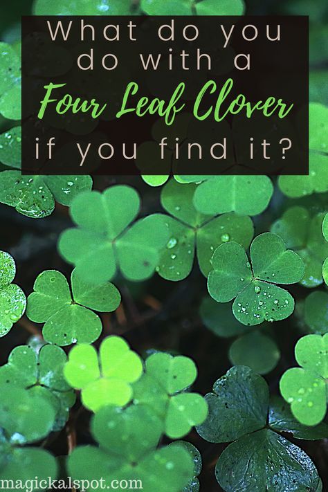 4 Leaf Clover Meaning, Clover Meaning, Four Leafed Clover, Leaves Meaning, Five Leaf Clover, Good Luck Clover, Wiccan Rituals, Good Luck Charms, Spell Jars