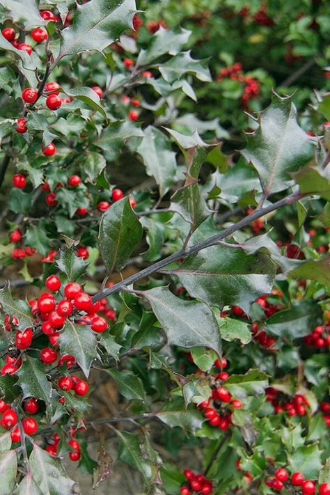 Ilex Berries, Blue Holly, Coastal Plants, Hedging Plants, Evergreen Garden, Plant Nursery, Front Garden, Hedges, Cookies Et Biscuits