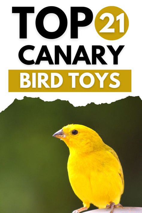 Top 21 Canary Bird Toys Canaries Bird Pets, Canary Cage, Best Pet Birds, Diy Bird Toys, Canary Birds, Bird Care, Diy Birds, Gardening Flowers, Bird Supplies