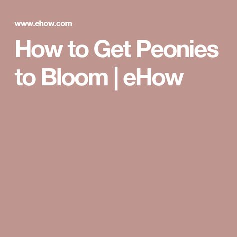 How to Get Peonies to Bloom | eHow Easiest Flowers To Grow, Rock Sculpture, Best Glue, Cactus Painting, Porous Materials, What To Use, Rock Decor, Crushed Stone, A Pond