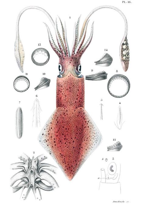 Loligo vulgaris. From Mollusques vivants et fossiles, by Alcide d'Orbigny, Paris, 1845. (Source: archive.org) Blanket Octopus, Sea Creatures Art, Science Illustration, Vintage Sea, Oceanography, Antique Illustration, Scientific Illustration, Zoology, Sea Animals