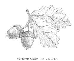 Leaves Line Drawing, Oak Leaf Tattoos, Acorn Drawing, Acorn Tattoo, Fall Leaves Tattoo, Line Drawing Images, Autumn Plants, Oak Leaves And Acorns, Flower Pattern Drawing