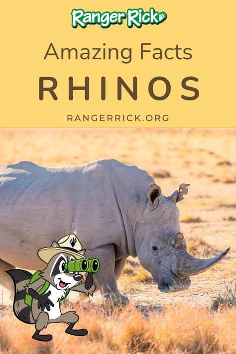 Calling all young animal enthusiasts! Dive into the incredible world of rhinos with our engaging article filled with fun facts and stunning photos. Learn about the different species of rhinos, their habitats, and discover what makes them so unique. Get ready for an adventure with amazing animal photos, videos, and fascinating facts! Explore and join the excitement Rhino Facts, Sumatran Rhino, Most Dangerous Animals, Cool Sharks, Best Swimmer, Fun Facts About Animals, Dangerous Animals, Young Animal, Facts For Kids