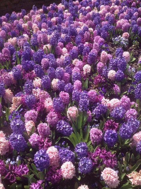 Hyacinths Hyacinths Aesthetic, Hyancith Flower, Hyacinth Aesthetic, Hyacinth Garden, Flower Hyacinth, Hyacinths Garden, Hyacinth Bouquet, Hollow Purple, Hyacinth Flower