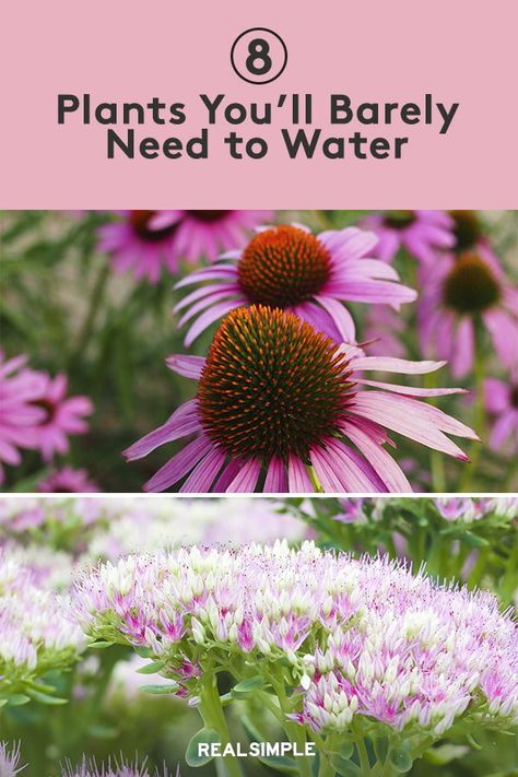 Plants That Don’t Need Much Water, Low Maintenance Plants Outdoor, Plants For Planters, Full Sun Flowers, Low Water Plants, Low Water Gardening, Porch Flowers, Sun Loving Plants, Shade Flowers