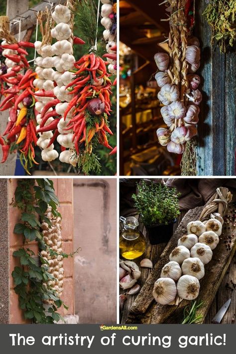 The artistry of curing garlic Hanging Onions In Kitchen, Hanging Garlic In Kitchen, Hanging Garlic, Drying Garlic, Garlic Hanging, Influencer Dinner, Curing Garlic, Hanging Herbs, Visual Merchandising Displays