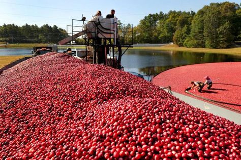 It’s cranberry season! If you’ve ever dreamed of slipping on some waders and stepping into a bog blanketed by burgundy berries, you’re in luck—here are five farms in Massachusetts and New Jersey where you visit a cranberry bog and learn about this uniquely American tradition this fall. Cranberry Farm, Cranberry Tea, Cranberry Bog, Harvest Celebration, Ocean Spray, World Trade, European Union, The European Union, Travel Bucket