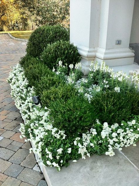 Modern Front Yard Garden, Front Door Landscaping, Boxwood Landscaping, Creeping Fig, Boxwood Garden, Planting Guide, Garden Container, Modern Front Yard, Front Yard Garden Design