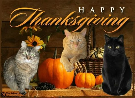 Happy Thanksgiving Blingee Cats | Happy Thanksgiving! – The Island Cats…Every Cat wants to ... Happy Thanksgiving Cat Images, Happy Thanksgiving With Cats, Free Thanksgiving Pictures, Cat Thanksgiving Funny, Thanksgiving Cats Pictures, Happy November Images, Happy Thanksgiving Images Cute, Autumn Cat Wallpaper, Happy Thanksgiving Pics