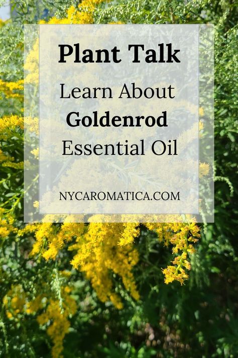 Goldenrod blooming in Brooklyn along the East River. Goldenrod Oil, Goldenrod Plant, Goldenrod Essential Oil, Homeopathy Medicine, Aromatic Plant, Golden Rod, Herbal Apothecary, Essential Oil Benefits, Infused Oils