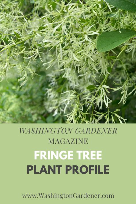 American Fringe Tree, Drooping Flowers, Fringe Tree, Common Names, Late Spring, Organic Living, Evergreen Trees, Small Trees, Old Man