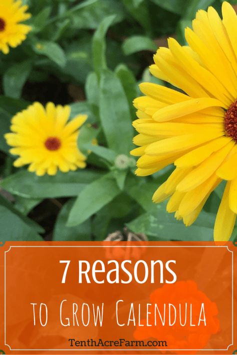 Marigolds In Garden, Permaculture Garden, Calendula Flowers, Herb Gardening, Permaculture Gardening, Edible Landscaping, Indoor Herb Garden, Herbs Indoors, Growing Herbs