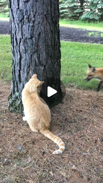 Youtube Tags, Cat Run, Fox Lover, Cat Hiding, Cute Wild Animals, Stray Cat, Cute Fox, Funny Cute Cats, Funny Cat Videos