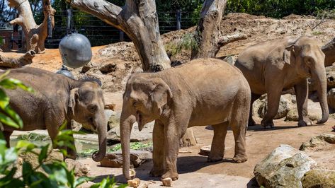 Three Asian elephants pregnant at Melbourne Zoo | news.com.au — Australia’s leading news site Funnel Web Spider, Asian Elephants, Melbourne Zoo, In The Zoo, Asian Elephant, Give Birth, Pregnancy Journey, Endangered Species, Melbourne