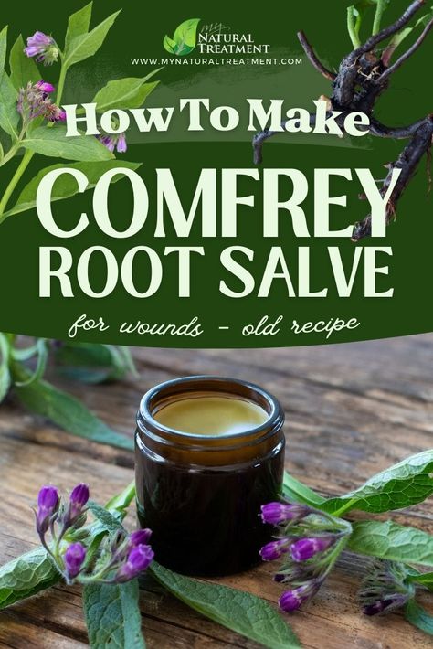 Original Comfrey Leaves Salve Recipe for Skin Repair – 100 % Natural Recipe #comfrey #comfreyleaf #comfreyleavessalve #comfreyleavescream #comfreyleafuses #herbalsalve #comfreysalve #comfreysalverecipe Comphrey Salve Recipes, Furniture Salve Recipe, Comfrey Root Uses, Comfrey Root Benefits, Comfrey Benefits, Comfrey Salve Recipe, Homemade Oils, Drying Leaves, Herbal Grimoire