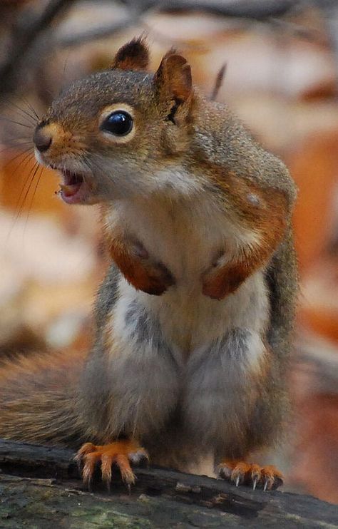 Sound the alarm! | I see this squirrel every time I walk on … | Flickr Squirrel Pictures, Regnul Animal, Squirrel Funny, Animal Humor, Cute Squirrel, A Squirrel, Airbrush Art, Cute Animal Pictures, Rodents