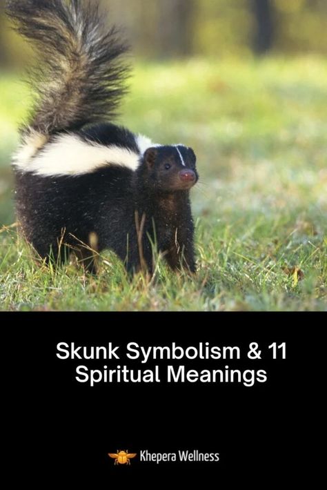 Skunk Spiritual Meaning, Skunk Symbolism, Skunk Smell, Spirit Animal Meaning, Animal Meanings, Spiritual Messages, Spiritual Meaning, Animal Totems, They Said