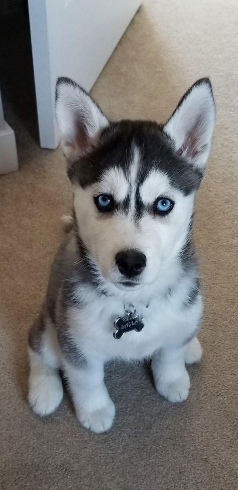 Husky Puppy Training, Haski Dog, Caine Husky, Husky Drawing, Husky With Blue Eyes, White Siberian Husky, Cute Husky Puppies, Husky Puppies For Sale, Baby Huskies