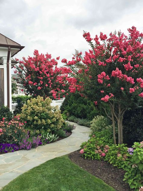 irregular stone pathway, summer annuals and perennials, crepe myrtles Landscape Florida Front Yard, Crepe Myrtle Flower Bed, Crepe Myrtle Landscaping Backyards, Landscape With Crepe Myrtles, Crepe Myrtles Along Fence, Front Yard Landscaping Around A Tree, Tree For Front Of House, Crepe Myrtle Trees Landscaping, Crepe Myrtle Landscaping Front Yards