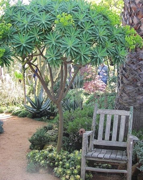 Prior to you hit off with any kind of northern california ... #garden #landscaping Drought Resistant Trees, Google Ideas, Drought Tolerant Trees, California Backyard, Succulent Landscape Design, Drought Tolerant Garden, Drought Tolerant Landscape, Succulent Landscaping, California Garden