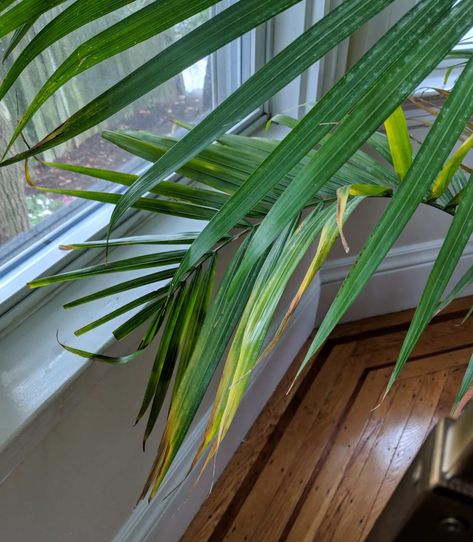 Why is my Majesty Palm turning brown and yellow? | Bloomscape Palm Plant Indoor, Indoor Palm Plants, Palm Plant Care, Palm Tree Care, Plant Leaves Turning Brown, Palm House Plants, Indoor Palm Trees, Majesty Palm, Majestic Palm