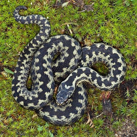 Snake From Above, Adder Snake, Cute Snake, Snake Art, Beautiful Snakes, Animal Nails, British Wildlife, Snake Tattoo, Colorful Animals