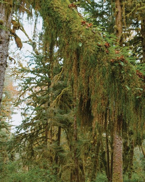 Washington’s Quinault Rainforest 🌲🍁🌿 WOW. Quinault Rainforest, Washington, Quick Saves