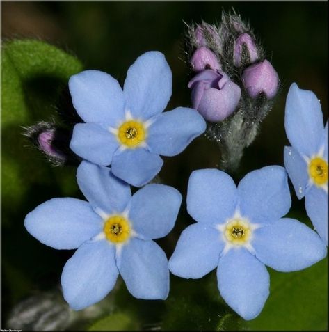 Forget-Me-Not Seeds Forget Me Not Nails, Perennial Flower Garden, Forget Me Not Seeds, Garden Flowers Perennials, Perennial Flower, Traditional Cottage, Cottage Gardens, Forget Me Nots, Seed Company