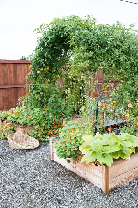 Vege Patch Ideas, Gardens With Trellis, Raised Bed Garden With Trellis, Raised Bed Garden Trellis, Garden Bed Trellis Ideas, Raised Garden Design Layout, Garden Boxes With Trellis, Allotment Arch, Cute Veggie Garden