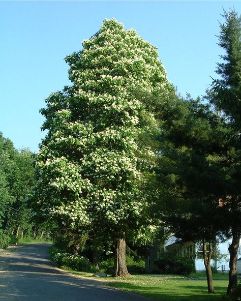 Add more buckeye trees to the garden, of course. Ohio Buckeye Tree, White Flower Tree, Windbreak Trees, Buckeye Tree, Trees For Front Yard, Ohio Buckeyes, Backyard Trees, Street Trees, Flower Tree